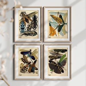 Vintage Insekten Kunst 4er Set Poster 1920er Jahre Jugendstil Botanische Illustration Premium-Wanddekor