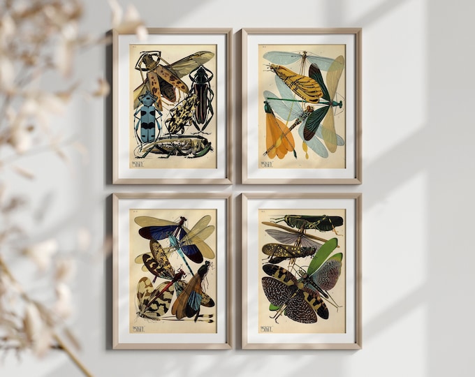 Vintage Insect Art Set of 4 Posters 1920s Art Nouveau Botanical Illustration Premium Wall Decor