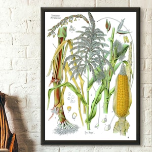 Impresión botánica vintage - Póster botánico Poaceae, decoración de jardín, póster de maíz, póster de Kohler, decoración de cocina, decoración del hogar, regalo, arte de pared