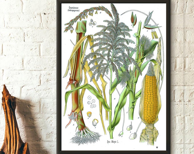 Vintage Botanical Print - Poaceae Botanical Poster Garden Decor Corn Poster Poster Kohler Poster Kitchen Decorl Home Decor Gift Wall Art