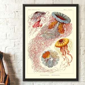 Antique Jellyfish Print 1904 - Vintage Haeckel  Ocean Art Nautical Print Marine Art Haeckel Wall Art JellyFish Wall Art