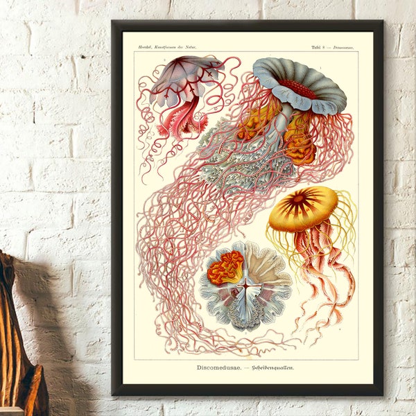 Antique Jellyfish Print 1904 - Vintage Haeckel  Ocean Art Nautical Print Marine Art Haeckel Wall Art JellyFish Wall Art