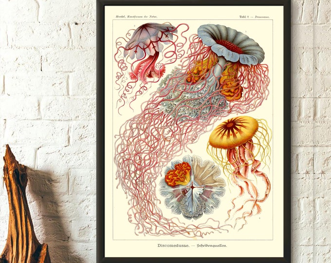 Wall Art Antique Jellyfish Print 1904 Vintage Haeckel Ocean Art Nautical Print Marine Art Haeckel Wall Art JellyFish Wall Art