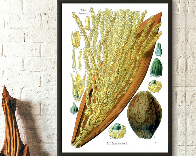 Vintage Botanical Print - Coconut Palm Poster Wall Art for Kitchen Decor Ideal Home Gift