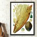 see more listings in the Botanical Prints section