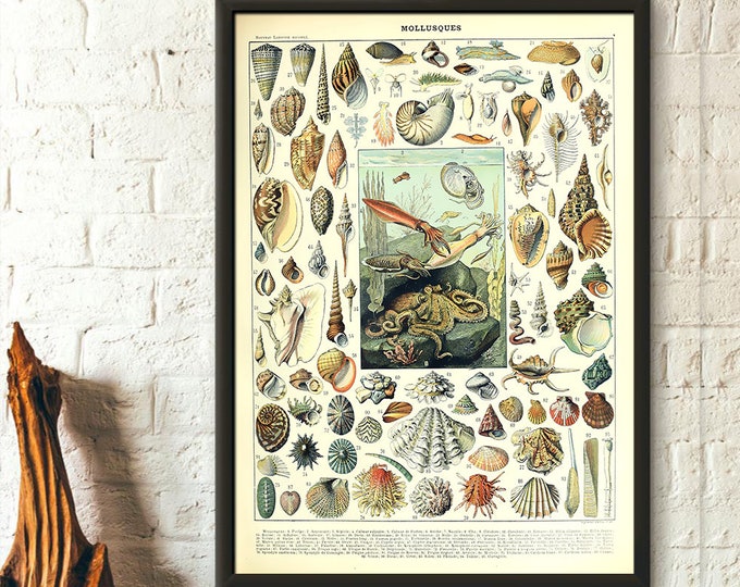 Vintage Mollusc Science Print  Adolphe Millot Art  Premium Quality Poster