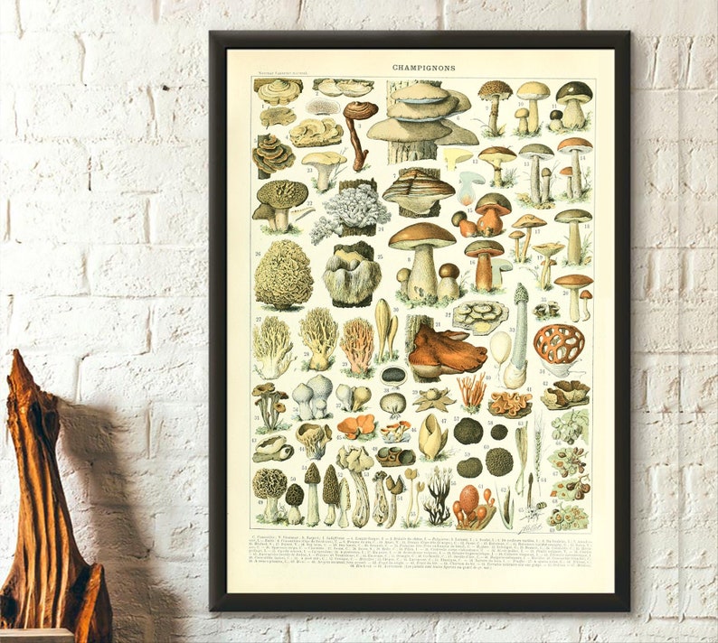 Mushroom Science Print 1909 - Adolphe Millot Poster Botanical Print Mushroom Print Mushroom Poster Larousse Poster Gift Idea Science poster