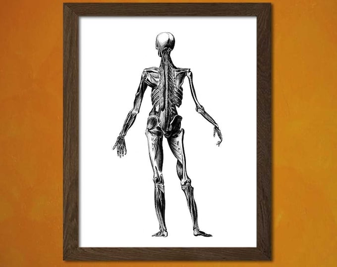 Vintage Anatomical Prints -  Medical Decor Human Anatomical Vintage Retro Home Decorating Anatomical Decor Bones Medicine Body Skeletont