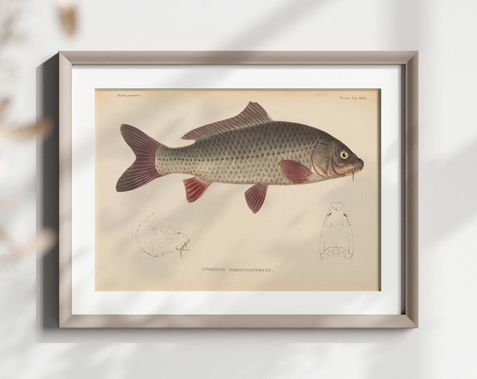 Wall Art Fauna Japonica 19th Century - Japanese Art - Botanical Wall Art Fish Poster Japanese Illustration Sea Poster Marine Poster