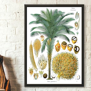 Póster botánico vintage de palmera de coco - Arte mural botánico de Köhler