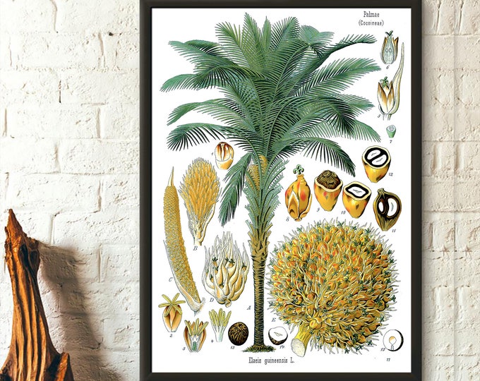 Vintage Coconut Palm Botanical Print Poster - Botanical Wall Art by Köhler