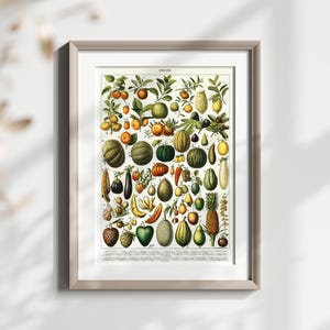 Vintage botanische Obstkarte, antike Obst Illustration, Retro Wandkunst, Wohnkultur, Kunstdruck für die Küche, Lernposter, Geschenk