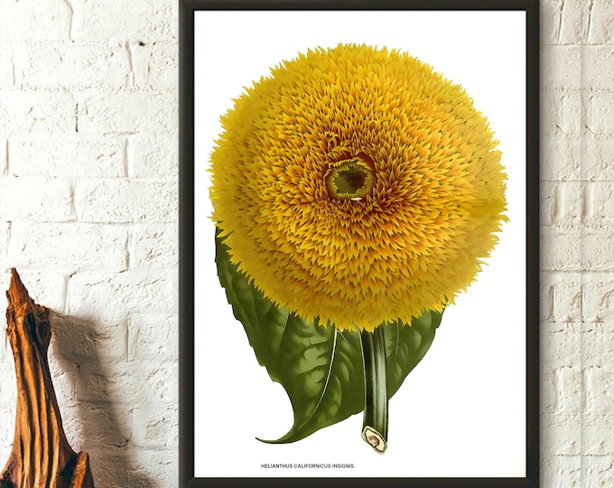 Vintage 1845 Helianthus Californicus Insignis Sunflower Botanical Print - Floral Illustration Wall Art Decor Gift