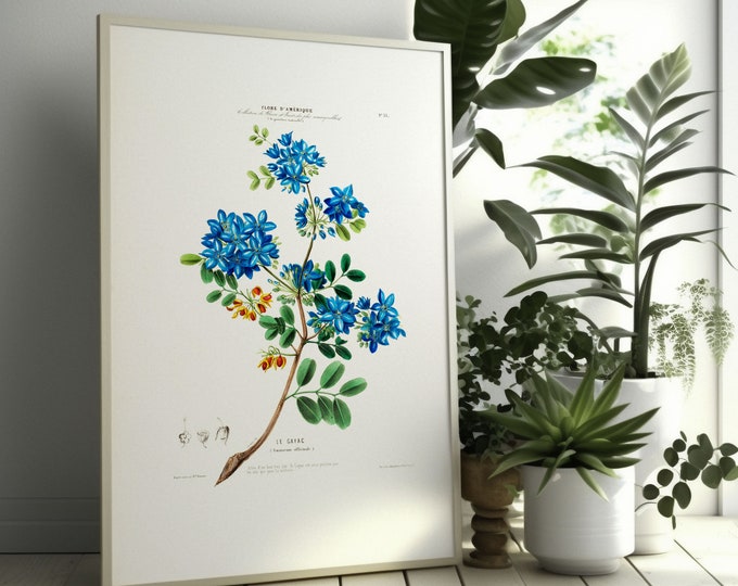 Wall Art Vintage Botanical Print - La Celestine Poster 19th Century Flower Poster Botanical Wall Art Home Decor Gift Wall Art Floral Decor