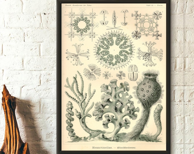 Vintage Nautical Sea Print 1904 - Ernst Haeckel Wall Art Vintage Ocean Art Haeckel Poster Sea Life Poster Birthday Gift Idea Home Decor
