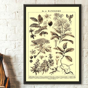 Diccionario enciclopédico de Brockhaus y Efron, impresión de plantas, póster botánico, ilustración botánica, idea de regalo de cumpleaños, arte mural