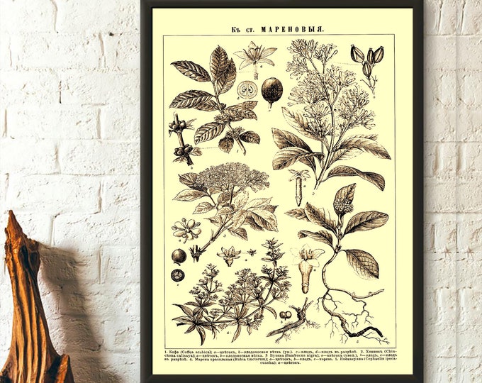 Brockhaus And Efron Encyclopedic Dictionary Plant Print -  Botanical Print Plants Poster Botanical Illustration  Birthday Gift Idea Wall Art