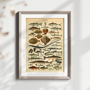 Illustration vintage de poisson, affiche océanique rétro, impression d'art marin antique, décoration murale, thème nautique, carte éducative, créature marine