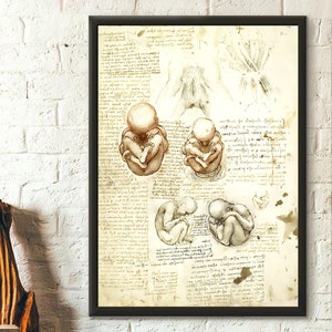 Lámina anatómica de Da Vinci (1511): El feto y los músculos unidos a la pelvis. Decoración médica. Póster de Da Vinci. Decoración anatómica. Idea de regalo.