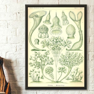Marine Animal Vintage Print 1904 - Ernst Haeckel Wall Art Vintage Ocean Art Haeckel Poster Sea Life Poster Birthday Gift Idea