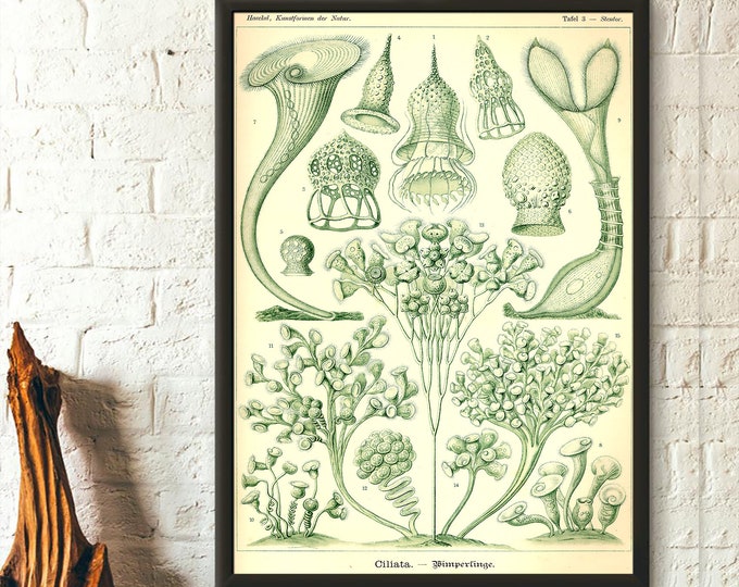 Marine Animal Vintage Print 1904 - Ernst Haeckel Wall Art Vintage Ocean Art Haeckel Poster Sea Life Poster Birthday Gift Idea