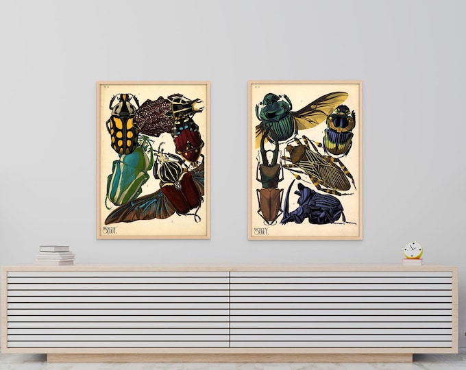 Vintage Beetle Insect Poster Prints Set of 2 1920s Botanical Artwork