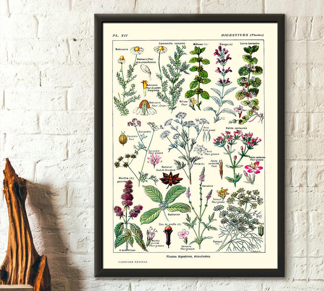 Vintage Botanicals: A Beautiful Botany Collection for Junk