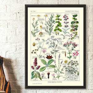 Vintage botanische Druck Verdauungspflanzen 1912 Haus Wand Kunst Wissenschaft Poster Kunst Reproduktion