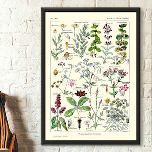 Vintage Botanical Print Digestive Plants Science 1912 - Home Wall Art Botanical Poster  Science Print Science Poster TNF Art Reproduction