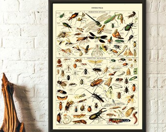 Vintage Insect Art Specimen Bathroom Wall Art Entomologist Gift Bug Print 1900 Antique Monarch Butterfly Print Bug Art Insect Print Vintage Insect Art Specimen Bathroom Wall Art Entomologist Gift Bug Print 1900 Antique Monarch Butterfly Print Bug Art Insect Print