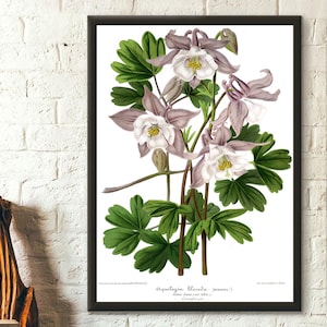 Póster vintage de flor de aquilegia con estampado botánico de gorro de abuela, decoración floral para pared