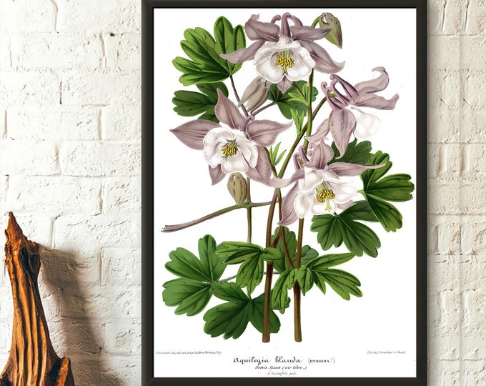 Vintage Aquilegia Botanical Print  Grannys Bonnet Flower Poster  Floral Wall Art Decor