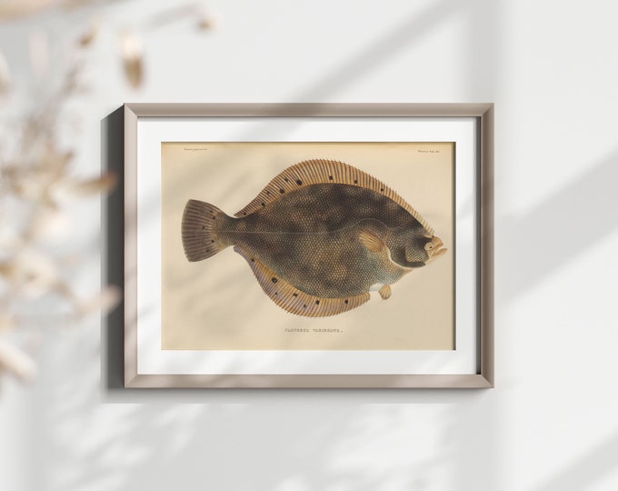 Premium Quality Poster: Fauna Japonica 19th Century Japanese Art Botanical Wall Art Fish Poster Japanese Illustration Sea Poster Sea Prints