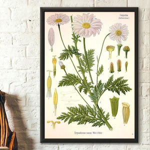 Vintage Botanical Print - Aster Botanical Poster Daisy Garden Decor Floral Illustration Flower Poster Kohler Poster Floral Housewarming Gift