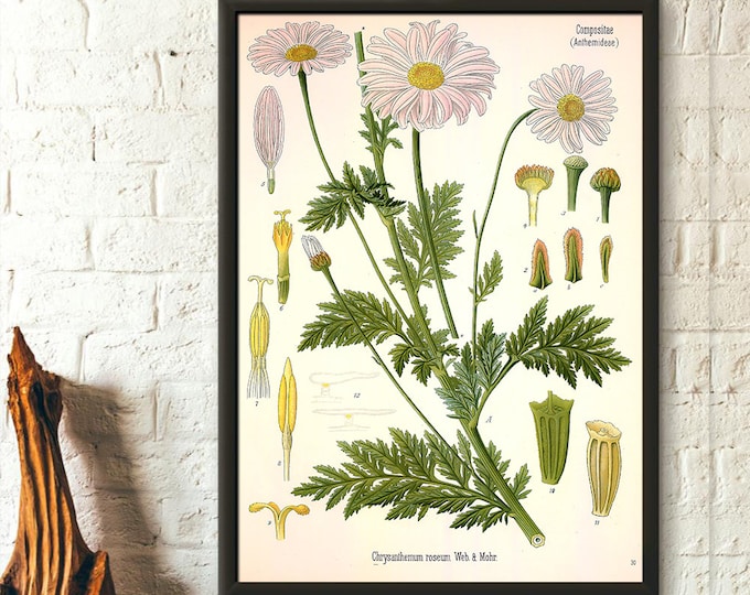 Aster Botanical Print Poster  Vintage Floral Illustration for Garden Decor  Daisy Flower Art