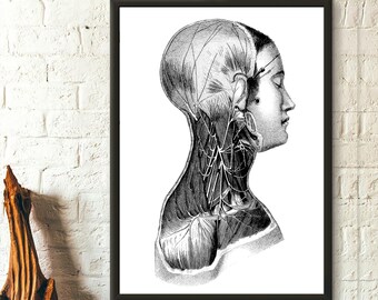 Vintage Ocean Art Nautical Print Marine Art Housewarming Gift Idea Dictionary Brockhaus Siphonophora