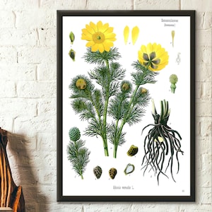 Póster botánico vintage con diseño de anémona ranúnculo, arte mural floral, regalo perfecto para decorar el hogar.