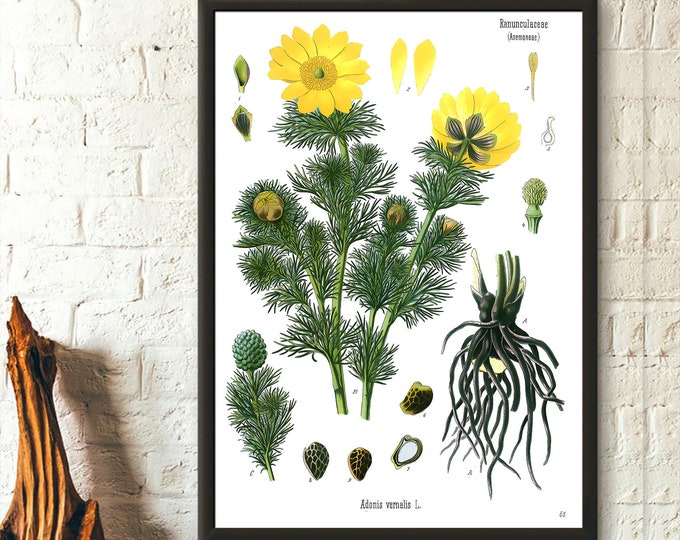 Vintage Buttercup Botanical Print: Ranunculaceae Floral Wall Art