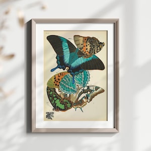 Vintage Schmetterling Illustration, Atemberaubende Wandkunst, Bunte Schmetterling Druck, Naturgeschichte Dekor, Schmetterling Kunstwerk, Antike Entomologie