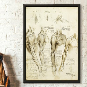 Da Vinci Medical Print - Medical Decor Human Anatomical Poster Da Vinci Poster Muscle Anatomy Medical Decor Gift Idea Medical Wall Art