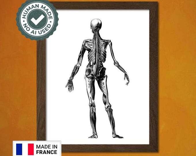 Vintage Anatomical Prints Medical Decor for Bones  Body Art Retro Vintage Design