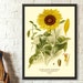Vintage Sunflower Print 1897 - Vintage Botanical Print Floral Illustration Flower Art Botanical Decor Gift Idea Botanical Wall Art 