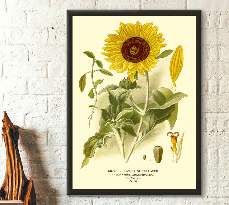 Vintage Sunflower Print 1897 - Vintage Botanical Print Floral Illustration Flower Art Botanical Decor Gift Idea Botanical Wall Art 