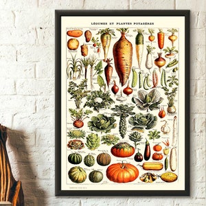 Vintage Vegetable Print 1909 - Adolphe Millot Poster Home Decor Botanical Print Vegetable Poster  Science Print Science Poster TNF