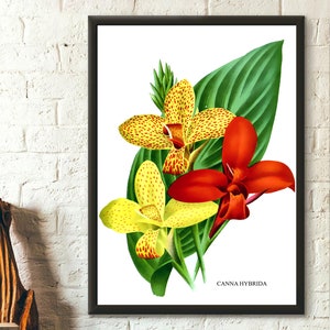Impression de fleurs vintage 1957 - impression botanique vintage lys Canna illustration florale art floral déco botanique idée cadeau art botanique