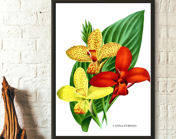 Vintage Canna Lily Botanical Print 1957 - Floral Illustration Art Botanical Decor Gift Idea