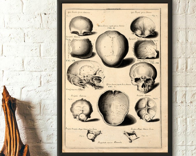 Vintage Anatomical Print John Fotherby 1729–30 Most of External Face Bones - Medical Wall Art Anatomical Print Medical Gift Idea Wall Art