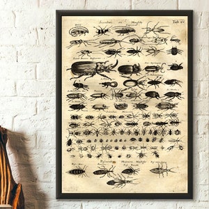 Póster científico vintage de escarabajo, reproducción de arte de insectos de primera calidad, ilustraciones de Larousse