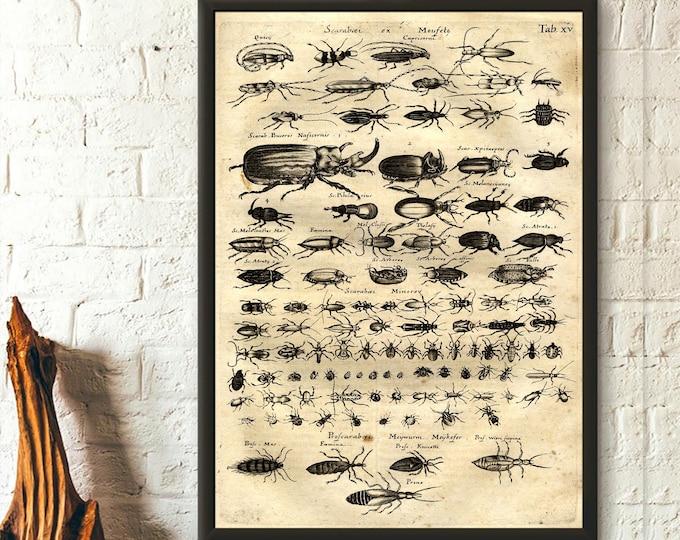 Vintage Insect Print: Scarab Beetle, Larousse Science Illustration