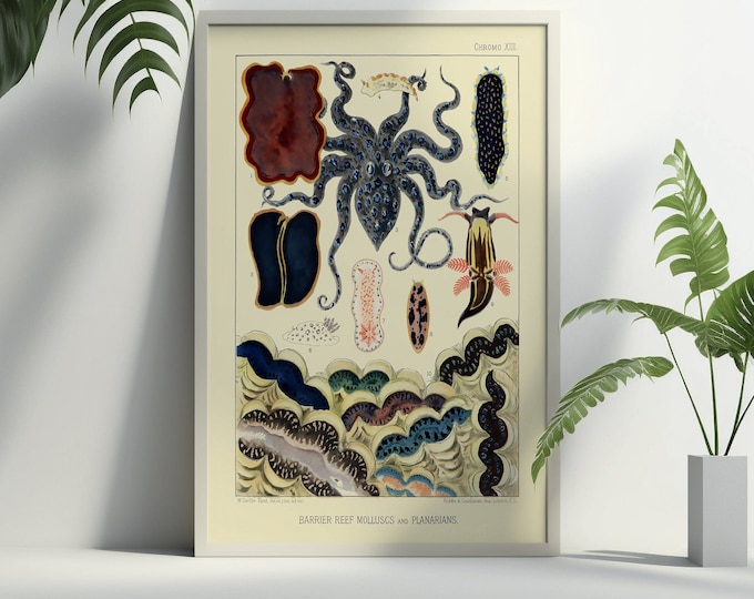 1893 Vintage Great Barrier Reef Wall Art Print - Nautical Decor